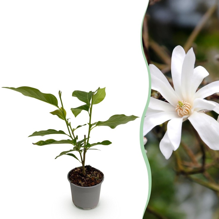 Magnolia stellata x1