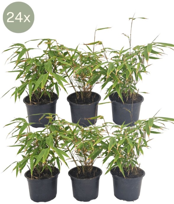 Bambou Fargesia Rufa x24