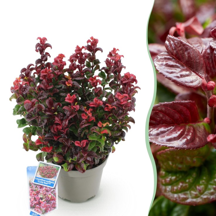 Leucothoe Curly Red x1