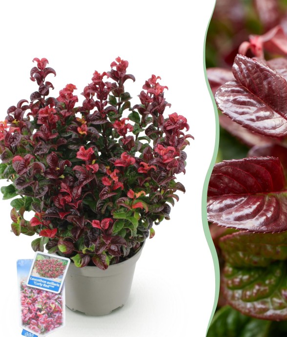 Leucothoe Curly Red x1