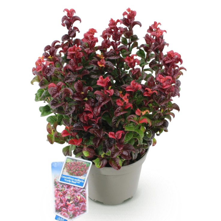 Leucothoe Curly Red x1