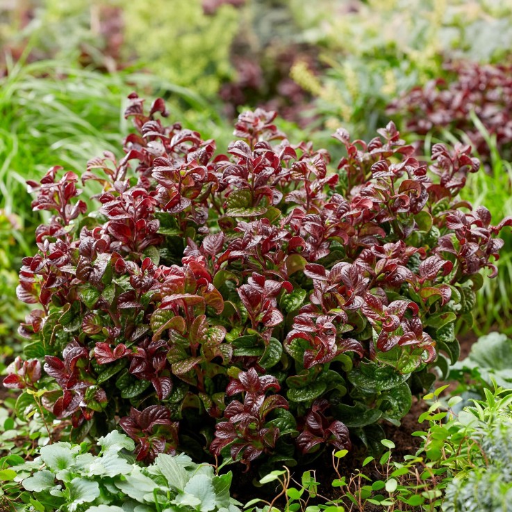 Leucothoe Curly Red x1