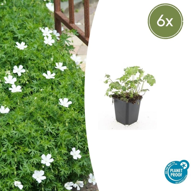 Géranium sanguin 'Album' -  60