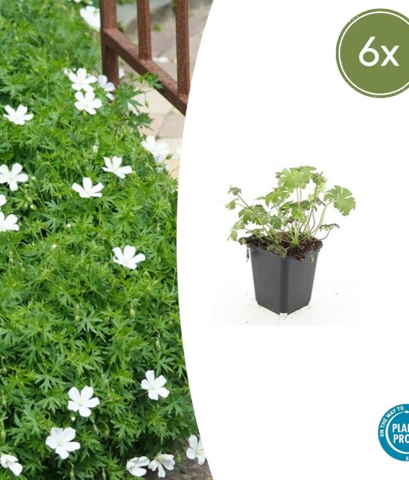 Géranium sanguin 'Album' -  60