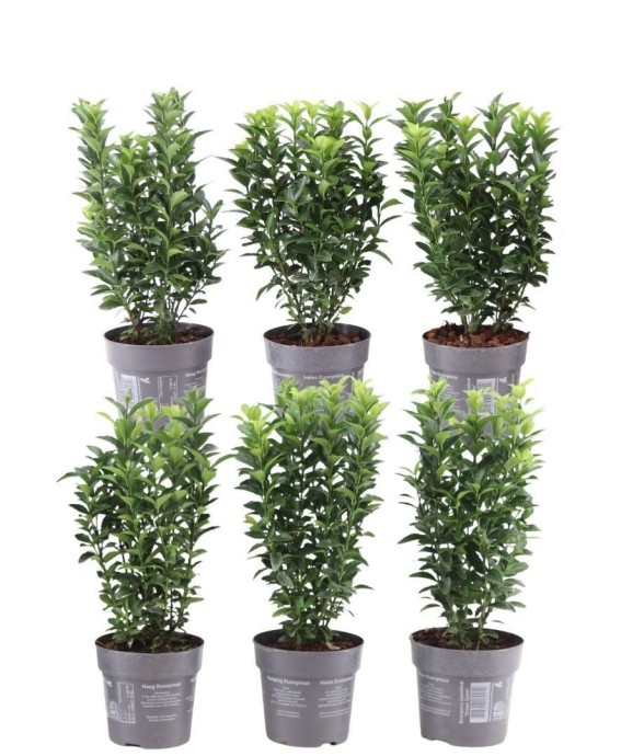 Fusain du japon 'Green...