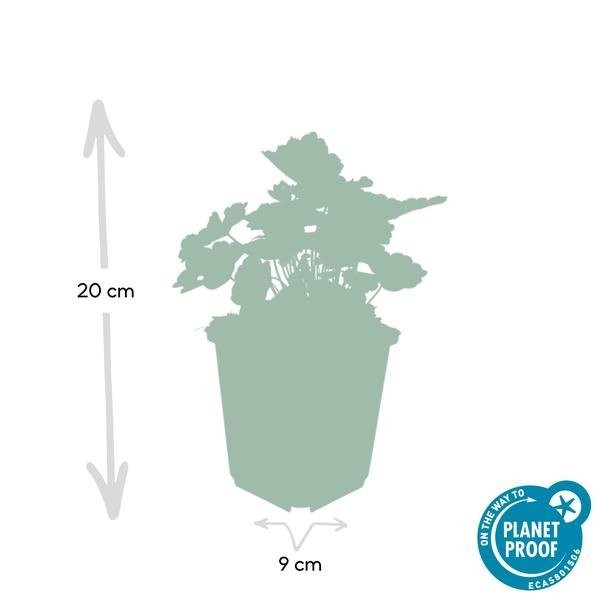 Heuchère 'Palace Purple' -  12