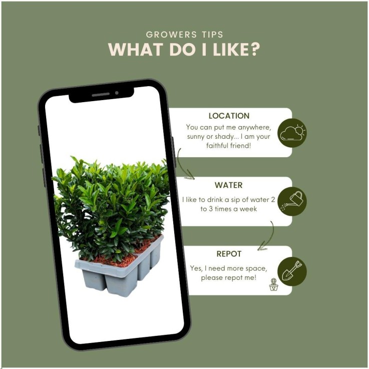 Fusains 'Green Spire' -  48