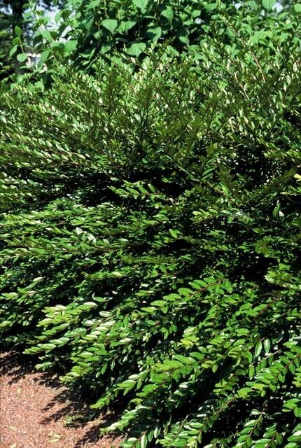 Chèvrefeuille à cupule 'Purple Pearl' -  60