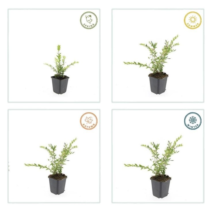 Chèvrefeuille à cupule 'Purple Pearl' -  60