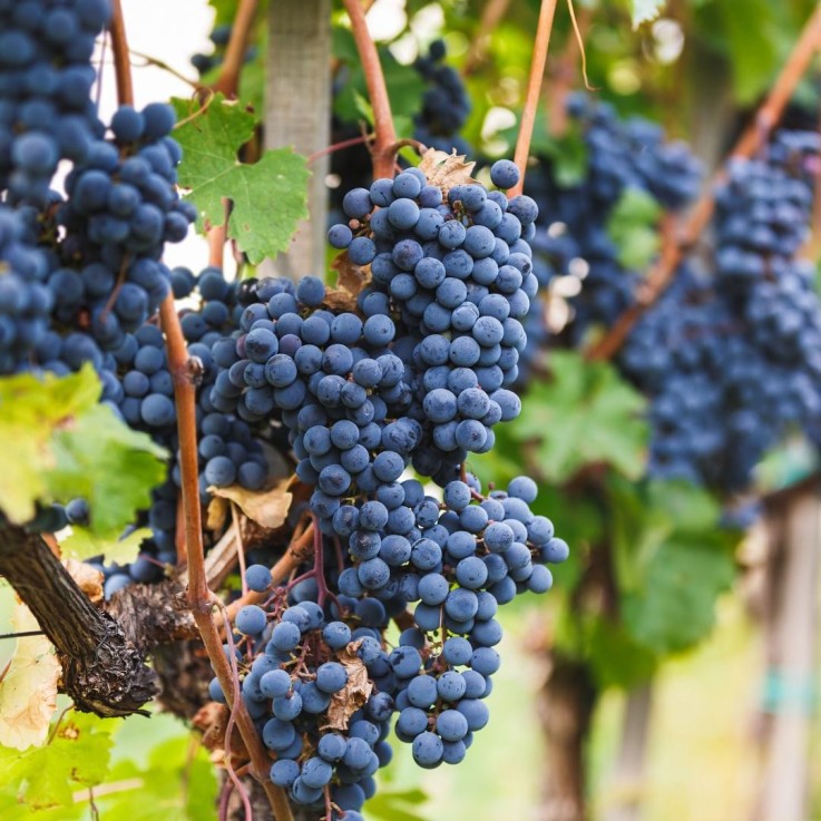 Vigne de raisin bio -  6