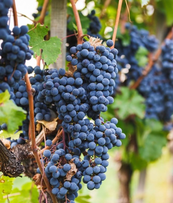 Vigne de raisin bio -  6