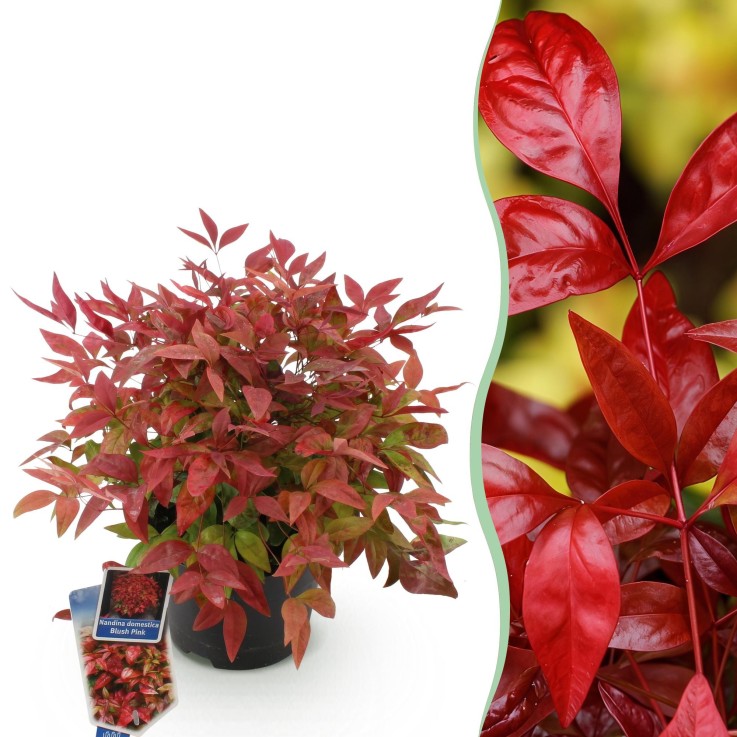 Nandina domestica Blush Pink en pot