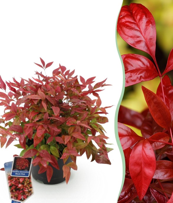 Nandina domestica Blush...