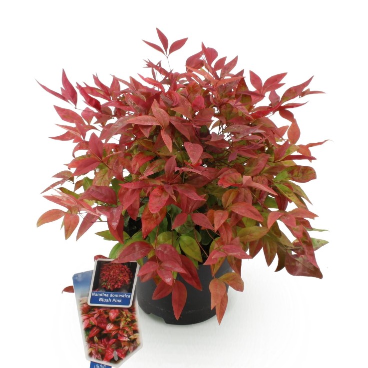 Nandina domestica Blush Pink en pot