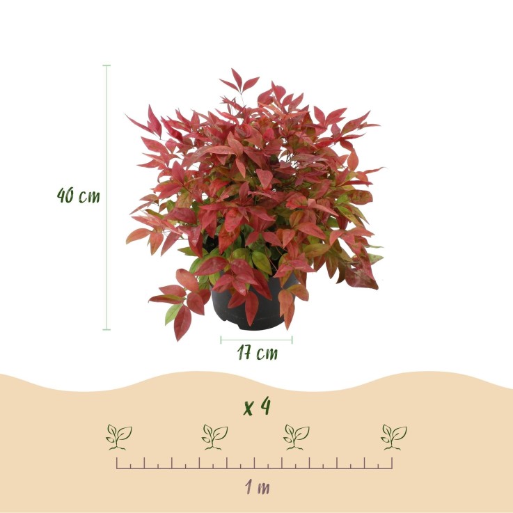 Nandina domestica Blush Pink en pot