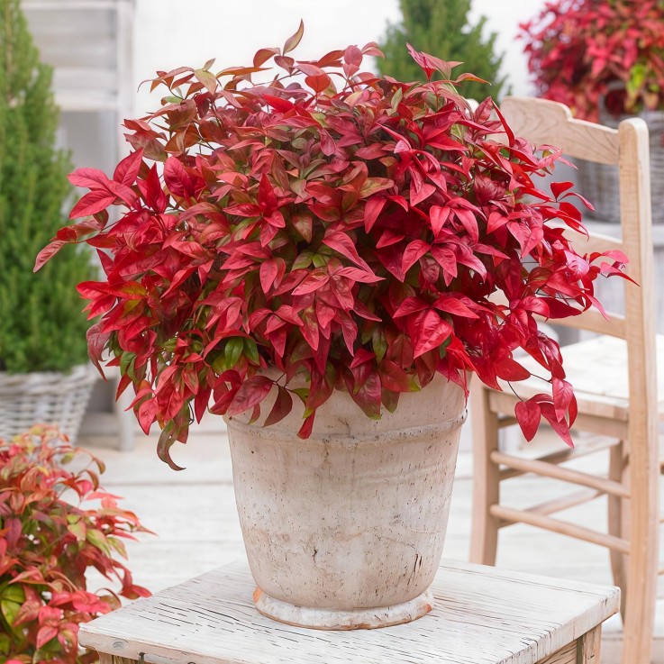 Nandina domestica Blush Pink en pot