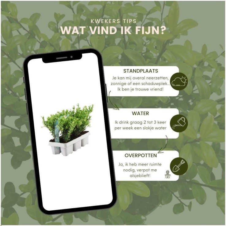 Ilex crenata 'Jenny' -  72