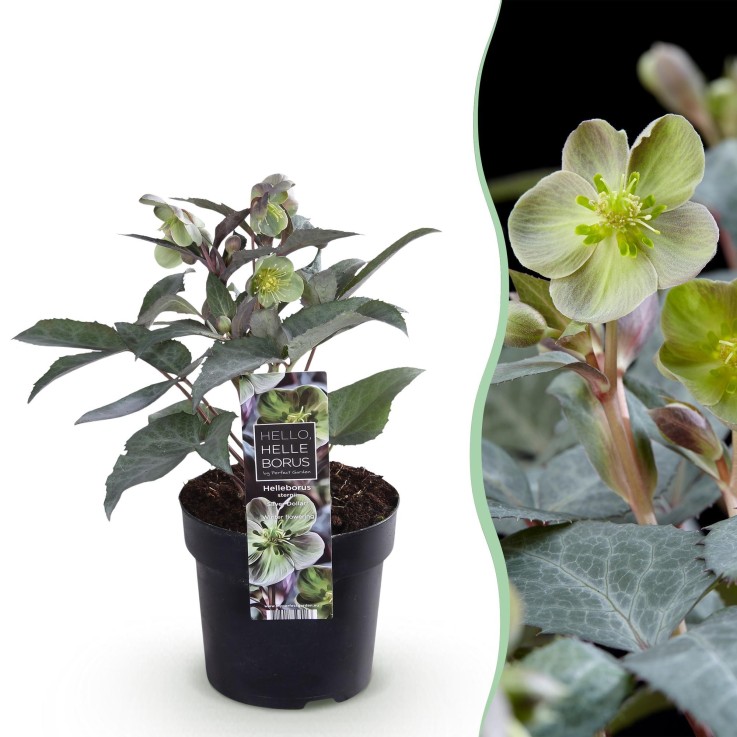 Hellebore sternii Silver Dollar x1