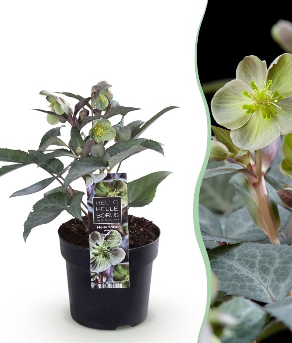 Hellebore sternii Silver...