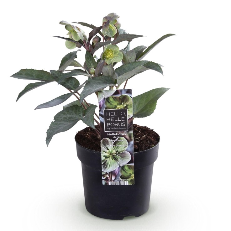 Hellebore sternii Silver Dollar x1