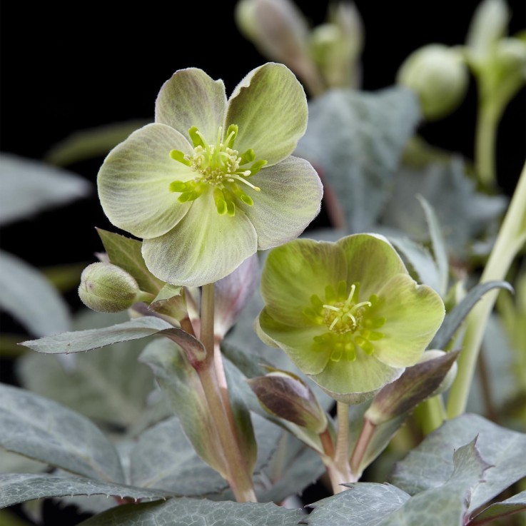 Hellebore sternii Silver Dollar x1