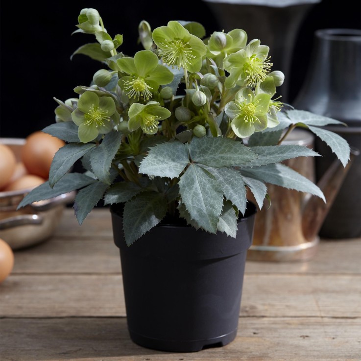 Hellebore sternii Silver Dollar x1