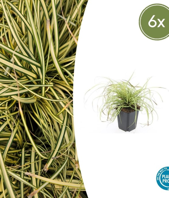 Carex laîche oshim....