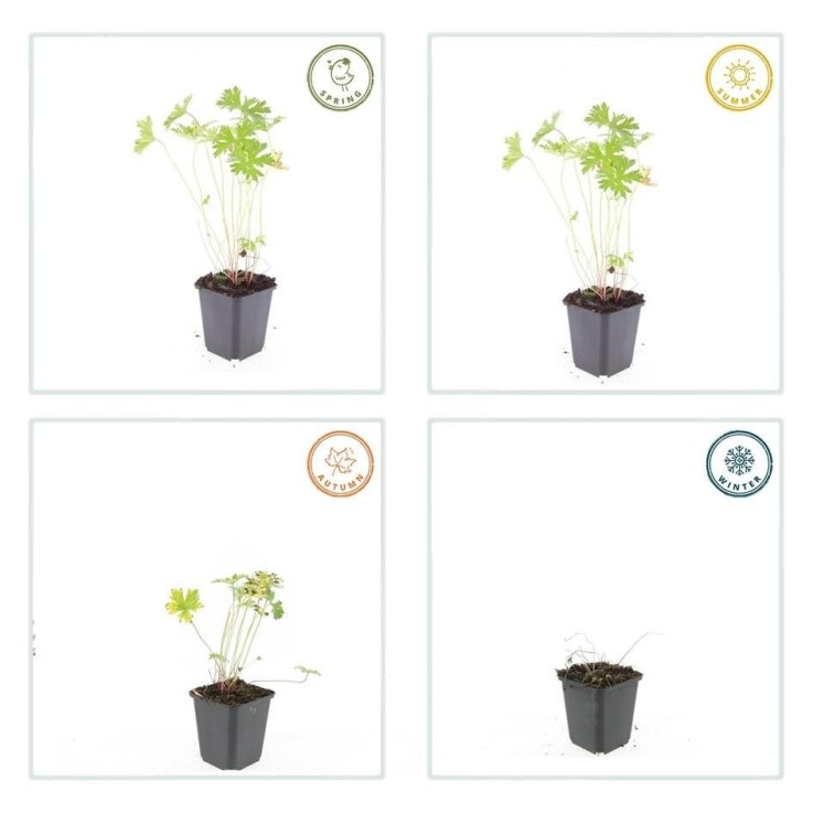 Géranium vivace 'Johnson's Blue' -  6