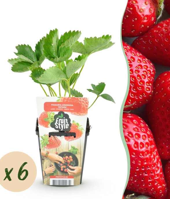 Fraisier Fragaria Elsanta x6