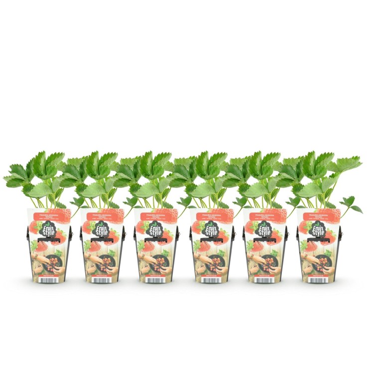 Fraisier Fragaria Elsanta x6