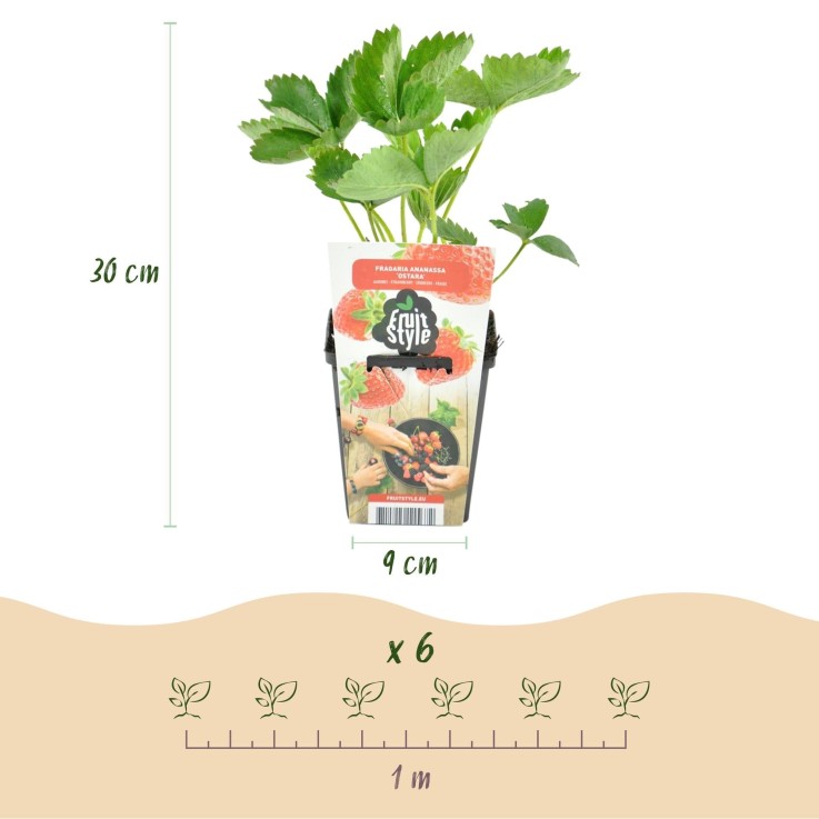 Fraisier Fragaria Elsanta x6