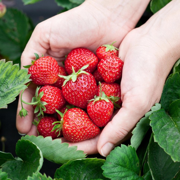 Fraisier Fragaria Elsanta x6