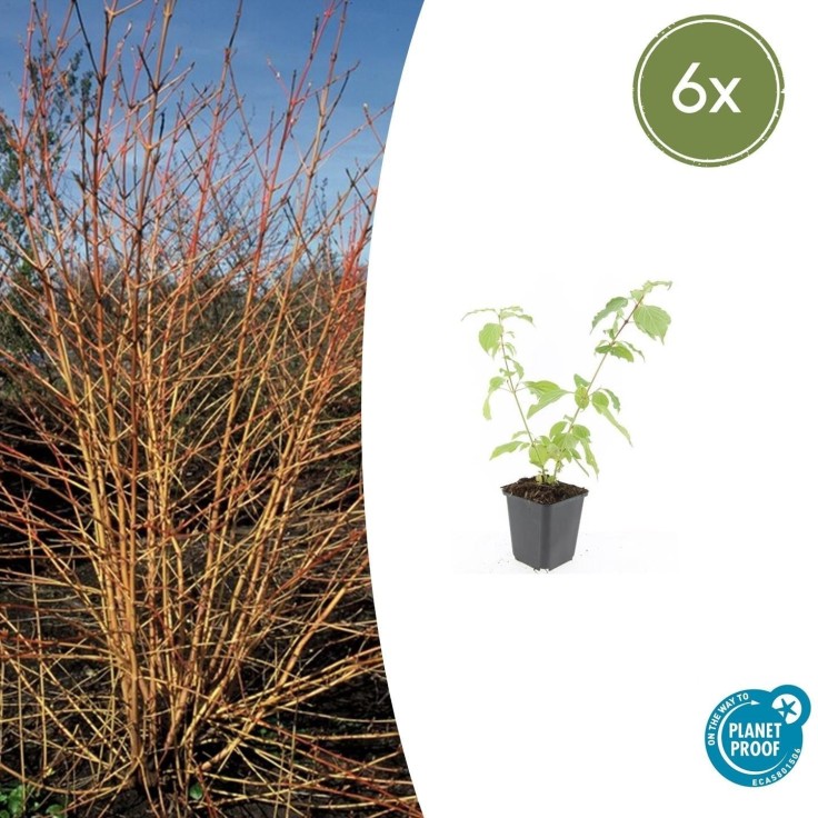 Cornouiller sanguin 'Anny's Winter Orange' -  60