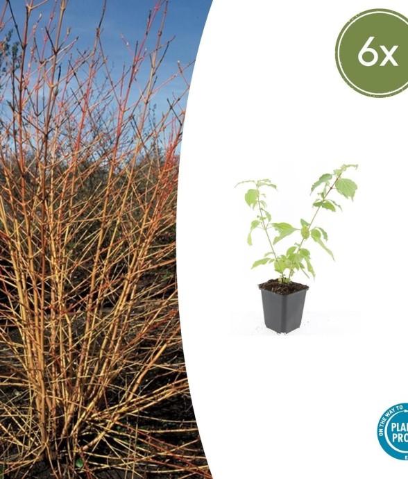 Cornouiller sanguin 'Anny's...