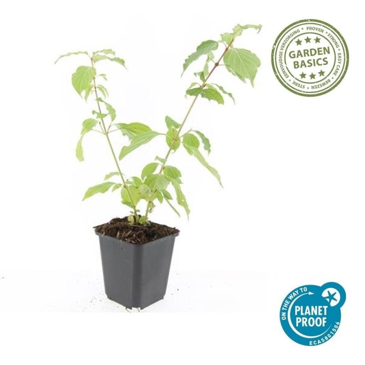 Cornouiller sanguin 'Anny's Winter Orange' -  60