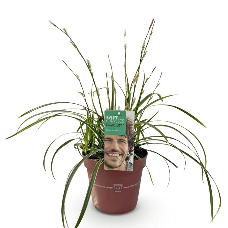 Carex morrowii Ice Dance en pot