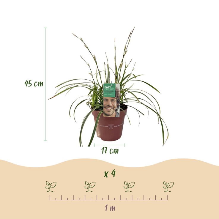 Carex morrowii Ice Dance en pot