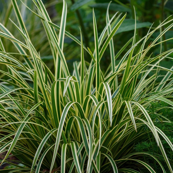 Carex morrowii Ice Dance en pot