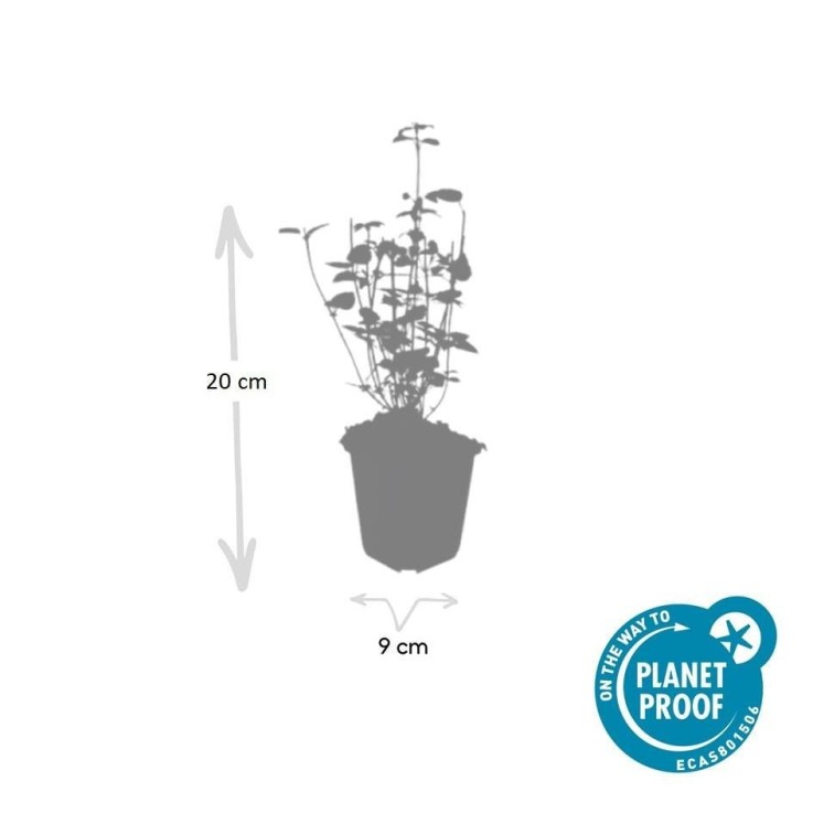 Agastache 'Black Adder' -  12