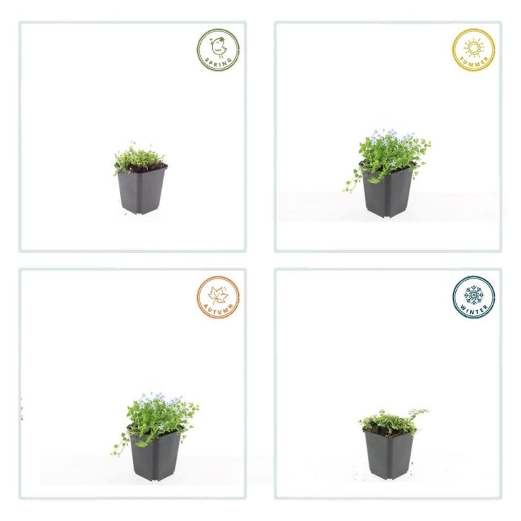 Isotoma fluviatilis 'Alba' -  6