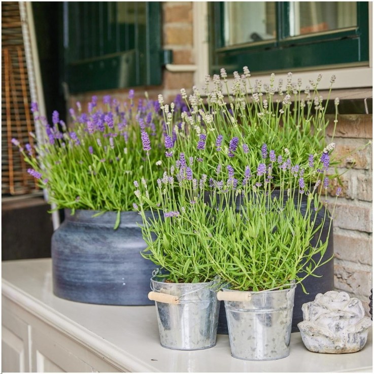Lavande angustifolia Felice® en pot x3