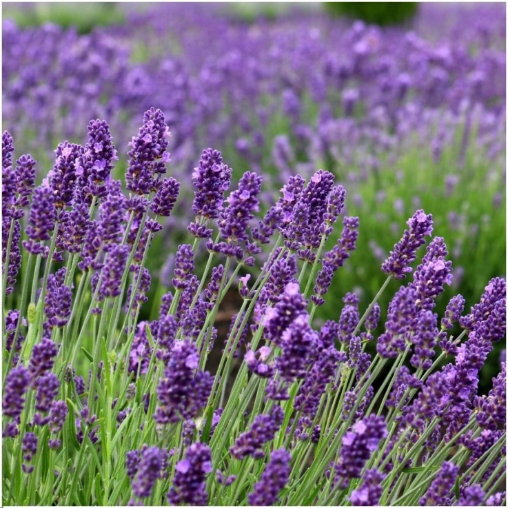 Lavande angustifolia Felice® en pot x3