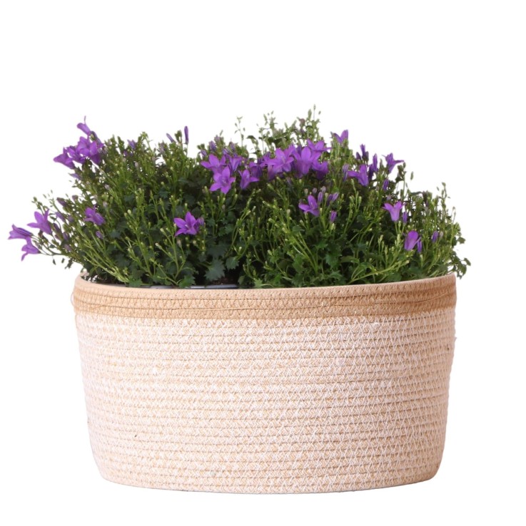 Campanula Addenda Ambella Violet Intense en Panier Tissé