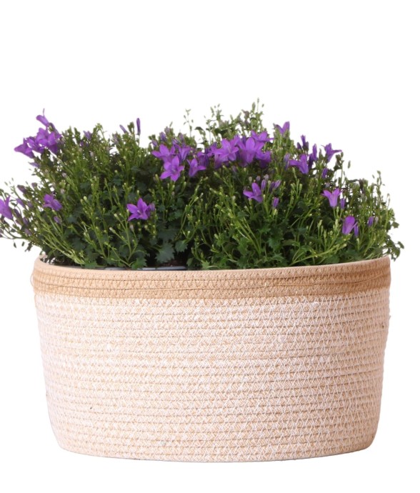 Campanula Addenda Ambella...