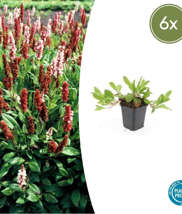 Renouée 'Darjeeling Red' -  60