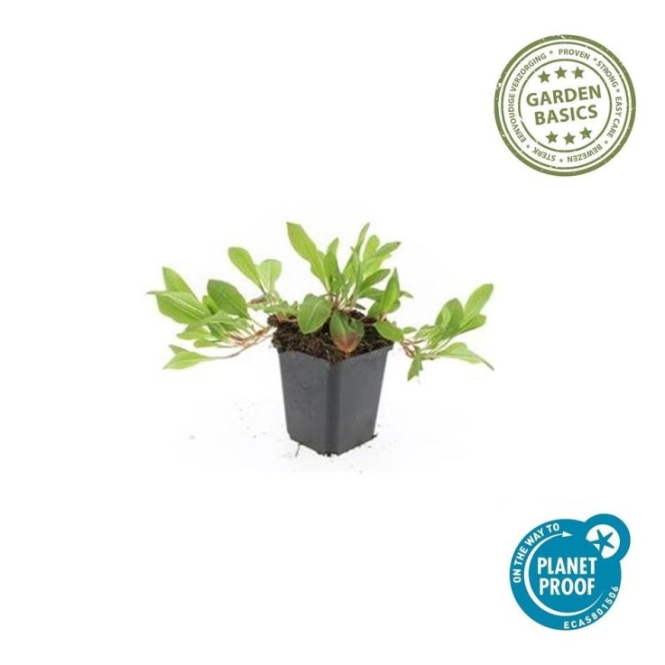 Renouée 'Darjeeling Red' -  60