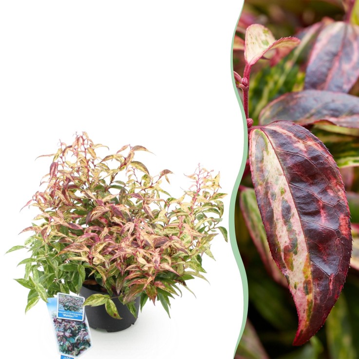 Leucothoe Makijaz x1