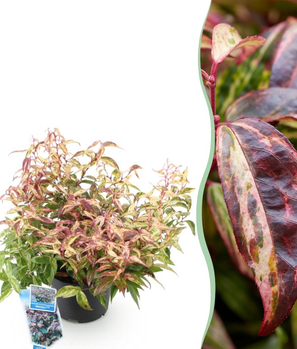 Leucothoe Makijaz x1