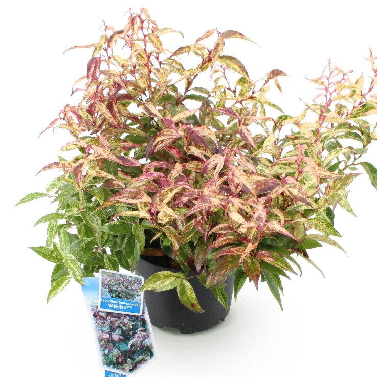 Leucothoe Makijaz x1