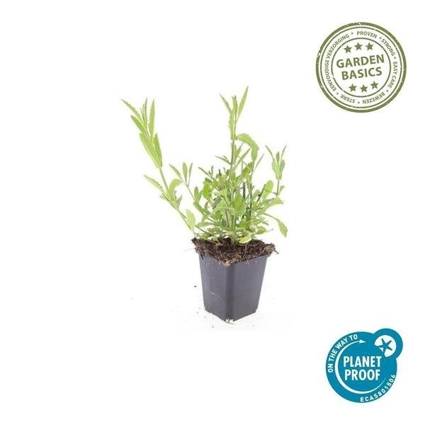 Verveine de Buenos Aires -  60